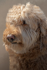 Close-up of light brown dog with curly fur and moist nose on blurred background