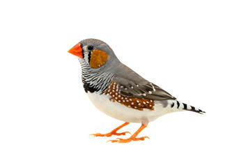 Obraz premium Zebra finch standing isolated, small bird with orange beak and grey plumage, studio shot