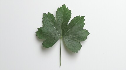 A single leaf with a stem and leaves.