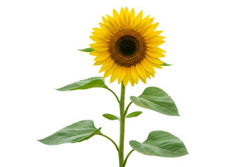 Obraz premium Sunflower blossom with green leaves and stem isolated on transparent layer