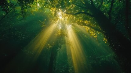 Sunlight through forest trees lush green natural light beams