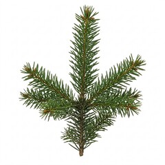 Branch of a coniferous tree with needle-like leaves, isolated on white background