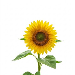 Fototapeta premium Sunflower isolated on white background. Blooming sunflower plant close-up