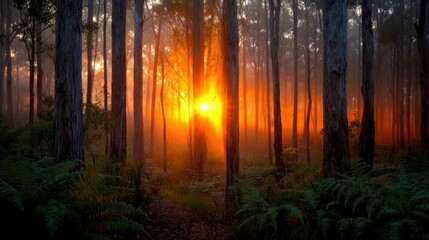 Obraz premium Sunrise through misty forest, golden light, ferns, pathway