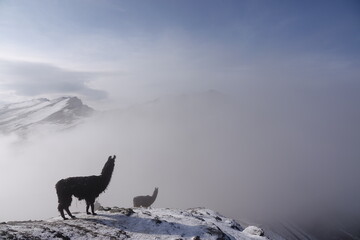Llamas Above the Clouds at Rainbow Mountain of Vinicunca, Peru