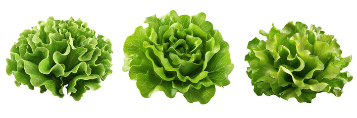 Fototapeta premium Various Fresh Green Lettuce Varieties Isolated on Transparent Background