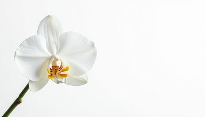 Obraz premium Delicate white orchid blossom against pure white backdrop, white, tranquil
