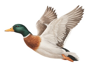Obraz premium a flying mallard duck, showcasing its vibrant green head, brown chest, and white belly. The wings are spread wide in mid-flight, capturing the elegance and grace of the bi