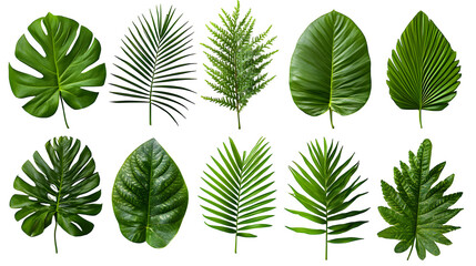 Obraz premium Palm tree leaf elements collection, tropical nature set, isolated on white background