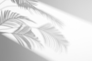 shadow overlay effects of realistic window and palm branch leaf shadow with light blur on transparent background,Summer sunlight and shadow overlay effect,shadow for photo interior backdrop mockup