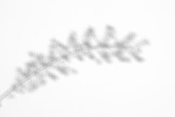 shadow overlay effects of realistic window and grass branch leaf shadow with light blur on transparent background,Summer sunlight and shadow overlay effect,shadow for photo interior backdrop mockup