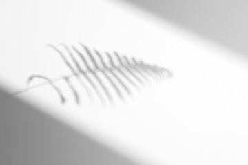 shadow overlay effects of realistic window and fern leaf shadow with light blur on transparent background,Summer sunlight and shadow overlay effect,shadow for photo interior backdrop mockup