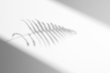 shadow overlay effects of realistic window and fern leaf shadow with light blur on transparent background,Summer sunlight and shadow overlay effect,shadow for photo interior backdrop mockup