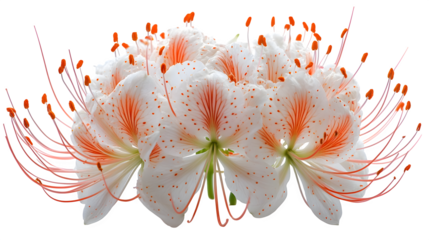 Spider lily flower, isolated on white background