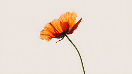 Solitary Bloom: A solitary orange flower with delicate petals and a slender stem against a subtle background, exuding a sense of tranquility and resilience.