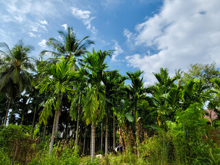 areca nut grove and coconut trees with a cloudy blue sky background