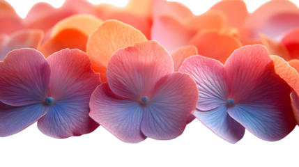 Realistic flower petals in vibrant tones and soft edges isolated on white background
