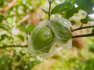 Guava fruit wrapped in plastic serves to protect against pests such as fruit flies