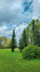 Ferris wheel in spring park with pine trees and green lawn