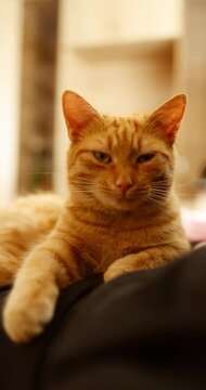 Gentle hands petting a ginger cat resting on someone's lap. A tender, heartwarming moment of connection.