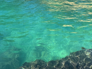 Clear sea calm water surface with seaweed at the bottom.