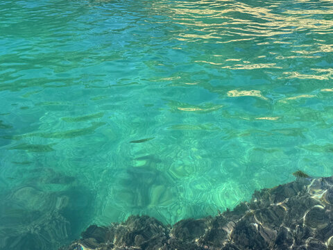 Clear sea calm water surface with seaweed at the bottom.