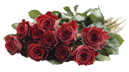 Red roses, bouquet of 12 red roses, isolated on white background