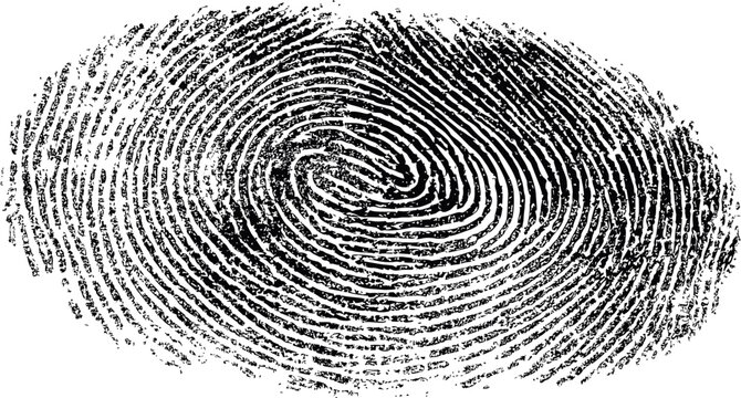 Detailed black fingerprint pattern, symbolizing uniqueness. Vector illustration