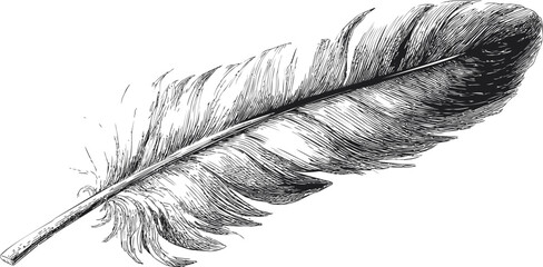 Obraz premium Detailed black and white illustration of a feather in vintage style drawing. Vector illustration