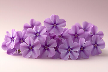 Obraz premium name : seamless soft purple phlox bloom, dense macro detail,