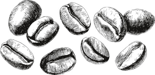 Hand-drawn black and white coffee beans illustration. Vector illustration