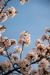 Cherry blossom branches against blue sky, photographed from below