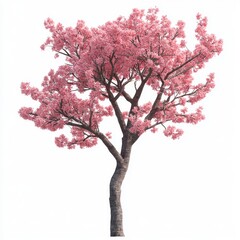 Fototapeta premium Lush pink cherry blossom tree against a plain background.