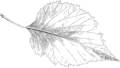 Detailed black and white line drawing of a single leaf. Vector illustration