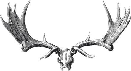 Detailed black and white illustration of moose antlers and skull, vintage style. Vector illustration