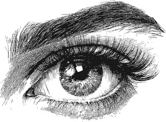 Fototapeta premium Black and white detailed sketch of a human eye with intricate shading. Vector illustration