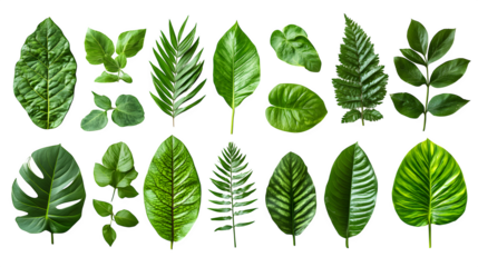 Tropical green leaves collection isolated on white background