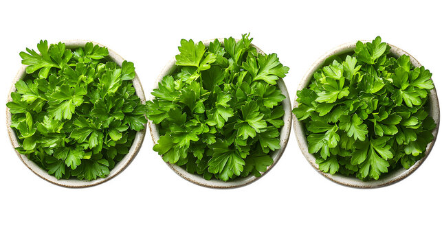 Set of fresh parsley leaves for food styling or packaging, isolated on white background