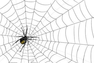 Obraz premium illustration of a red back spider in its nest without background