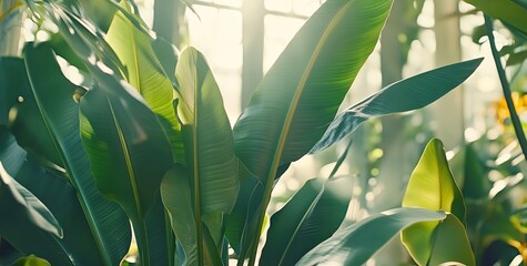 Lush tropical foliage in conservatory