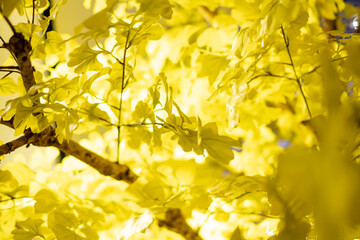 Bright yellow leaves illuminated by sunlight create a vibrant, cheerful atmosphere. The close-up view highlights the delicate textures and vivid colors, evoking a feeling of warmth and energy