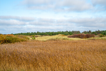 Obraz premium Nature reserve at the coast of the Wadden sea on Vlieland island, Netherlands 