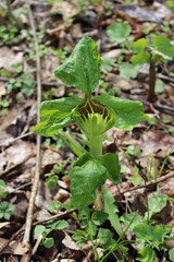Jack-in-the-pulpit with raindrops at Camp Ground Road Woods in Des Plaines, Illinois