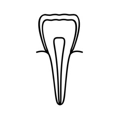 Incisor