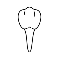 Premolar