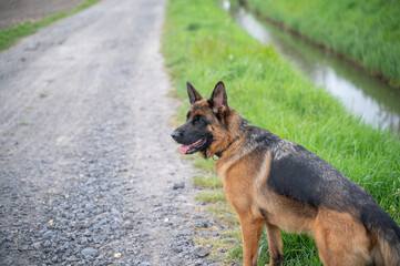 An Adventurous German Shepherd Enjoys a Scenic Path Surrounded by Nature and Beauty