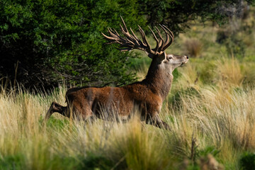 Red deer, Male roaring in La Pampa, Argentina, Parque Luro, Nature Reserve