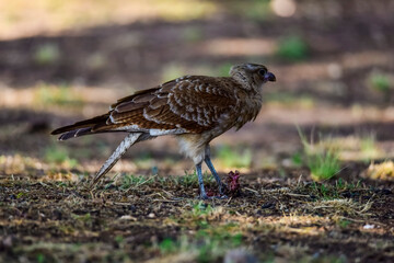 Caracara chimango portrait , La Pampa province, Patagonia , Argentina