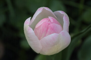 pink tulip in the garden on the dark background