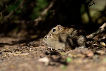 Desert Cavi, Lihue Calel National Park, La Pampa Province, Patagonia , Argentina